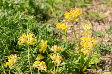 Common cowslip or Primula Veris plant in Zurich in Switzerland