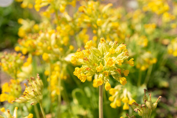 Common cowslip or Primula Veris plant in Zurich in Switzerland