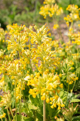 Common cowslip or Primula Veris plant in Zurich in Switzerland
