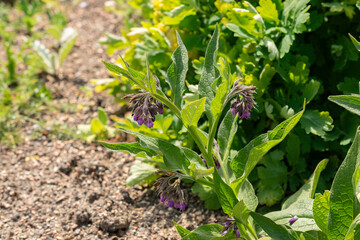 Boneset or Symphytum Officinale plant in Zurich in Switzerland