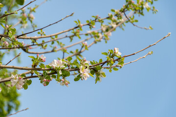 Apple tree or Malus Domestica plant in Zurich in Switzerland