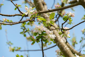 Apple tree or Malus Domestica plant in Zurich in Switzerland