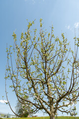 Apple tree or Malus Domestica plant in Zurich in Switzerland