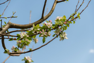 Apple tree or Malus Domestica plant in Zurich in Switzerland