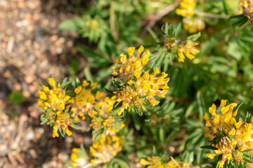 Common kidney vetch or Anthyllis Vulneraria plant in Zurich in Switzerland