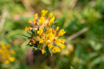 Common kidney vetch or Anthyllis Vulneraria plant in Zurich in Switzerland