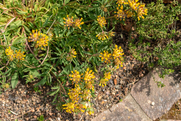 Common kidney vetch or Anthyllis Vulneraria plant in Zurich in Switzerland