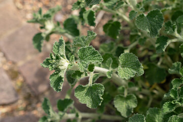 Common horehound or Marrubium Vulgare plant in Zurich in Switzerland