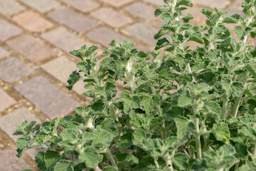 Common horehound or Marrubium Vulgare plant in Zurich in Switzerland