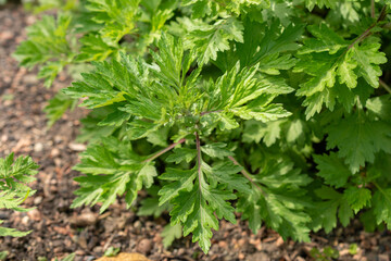 Common mugwort or Artemisia Vulgaris plant in Zurich in Switzerland