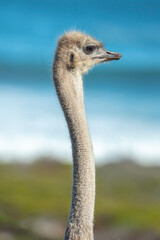 A South African ostrich, Struthio camelus australis, in the Cape of Good Hope