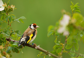 Portrait of European goldfinch perching on a twig
