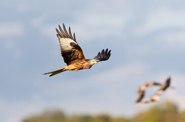 Red kite in flight against blue sky