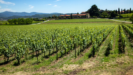 vineyard in region country