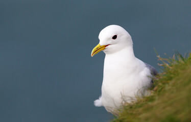 Portrair of a kittiwake perched on a cliff edge