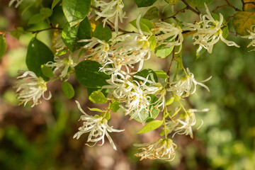 Chinese fringe flower or Loropetalum Chinense plant in Zurich in Switzerland