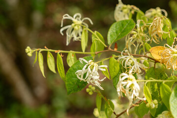 Chinese fringe flower or Loropetalum Chinense plant in Zurich in Switzerland