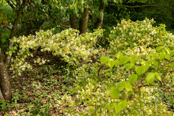 Chinese fringe flower or Loropetalum Chinense plant in Zurich in Switzerland