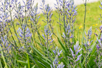 Great camas or Camassia Leichtlinii plant in Zurich in Switzerland