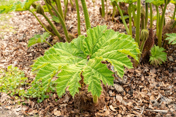 Giant rhubarb or Gunnera Tinctoria plant in Zurich in Switzerland