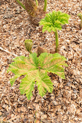 Giant rhubarb or Gunnera Tinctoria plant in Zurich in Switzerland