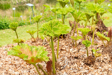 Giant rhubarb or Gunnera Tinctoria plant in Zurich in Switzerland