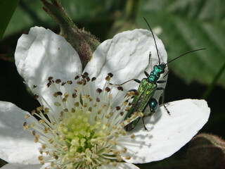 Thick-legged flower beetle (Oedemera nobilis), also known as swollen-thighed beetle, male on a...