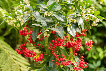 Christmas berry or Ardisia Crenata plant in Zurich in Switzerland