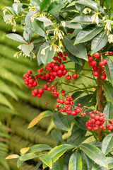 Christmas berry or Ardisia Crenata plant in Zurich in Switzerland