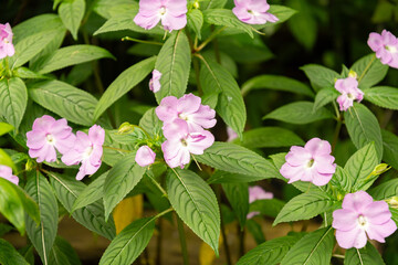 Impatiens Platypetala plant in Zurich in Switzerland