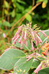 Sinningia Piresiana plant in Zurich in Switzerland