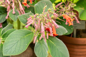 Sinningia Piresiana plant in Zurich in Switzerland