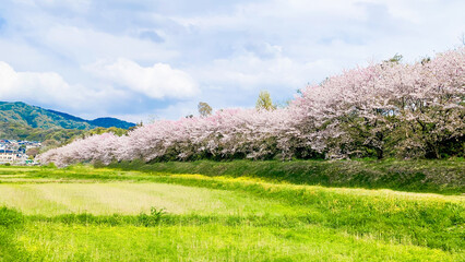 水城跡の桜並木 福岡県太宰府市