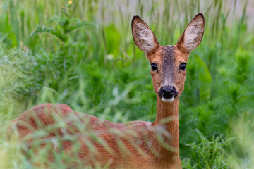 deer in the grass
