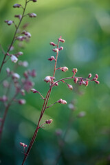 Coral bell flowers. Fresh prink blossoms on a thin stalk.