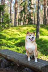 A red Shiba inu dog is sitting on the bench in the forest nature park