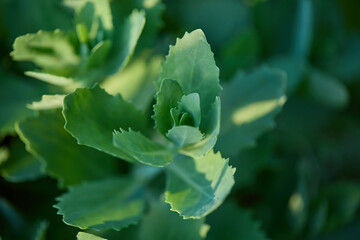 Green sedum leaves. Close-up photograph.
