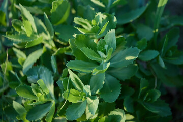 Green sedum leaves. Close-up photograph.