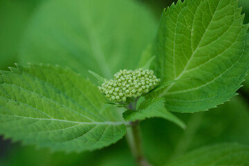 Early Hydrangea bud. Green flower blossom. Close-up detail photograph. 