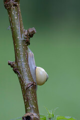 snail Cepeae nemoralis on a rainy day in a French forest