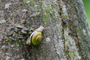 snail Cepeae nemoralis on a rainy day in a French forest © denis