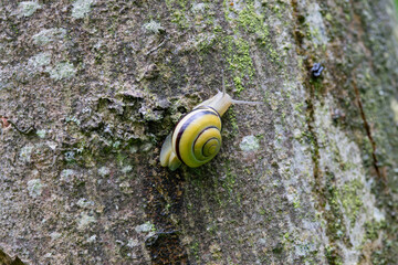 snail Cepeae nemoralis on a rainy day in a French forest