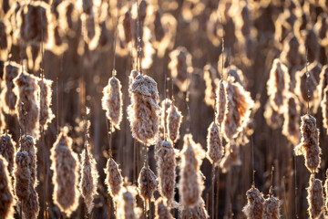 Fluffy cattail heads (Typha latifolia) in a Wisconsin marsh in April