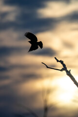 Silhouette of a Red-winged Blackbird (Agelaius phoeniceus) in a blue and white sky with copy space