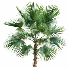 Fototapeta premium Ultra Realistic Set of Tropical Vegetation Grass Isolated on White Background. High-Quality Illustration Featuring Lush Greenery with Detailed Blades and Natural Texture, Ideal for Botanical and Natur