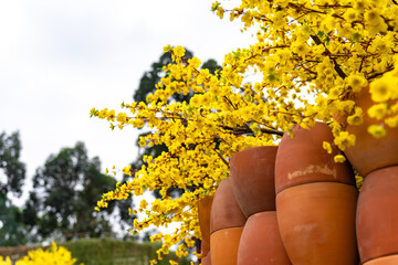 Apricot tree blooming with yellow flowering branches curving create unique beauty. This is a...
