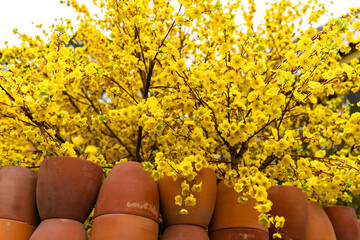 Apricot tree blooming with yellow flowering branches curving create unique beauty. This is a...