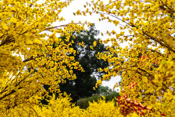 Apricot tree blooming with yellow flowering branches curving create unique beauty. This is a special wrong tree symbolizes luck, prosperity in spring Vietnam Lunar New Year