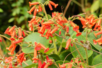 Sinningia Lineata plant in Zurich in Switzerland