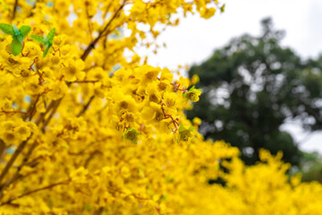 Apricot tree blooming with yellow flowering branches curving create unique beauty. This is a special wrong tree symbolizes luck, prosperity in spring Vietnam Lunar New Year